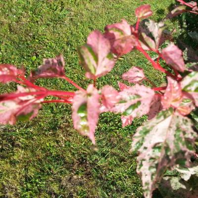 Acer conspicuum 'Red Flamingo'