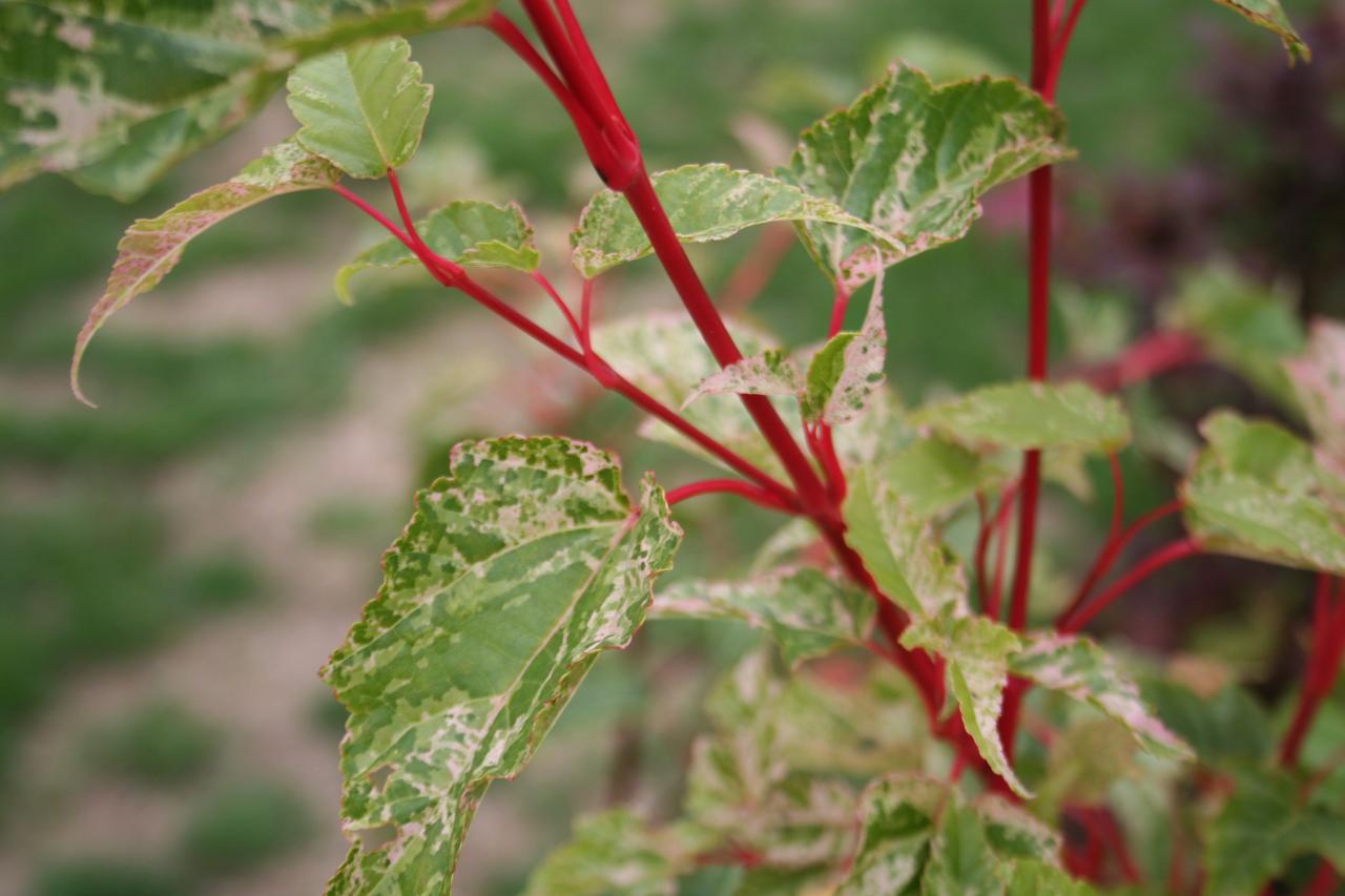 Acer conspicuum 'Silver Cardinal'