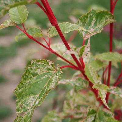 Acer conspicuum 'Silver Cardinal'