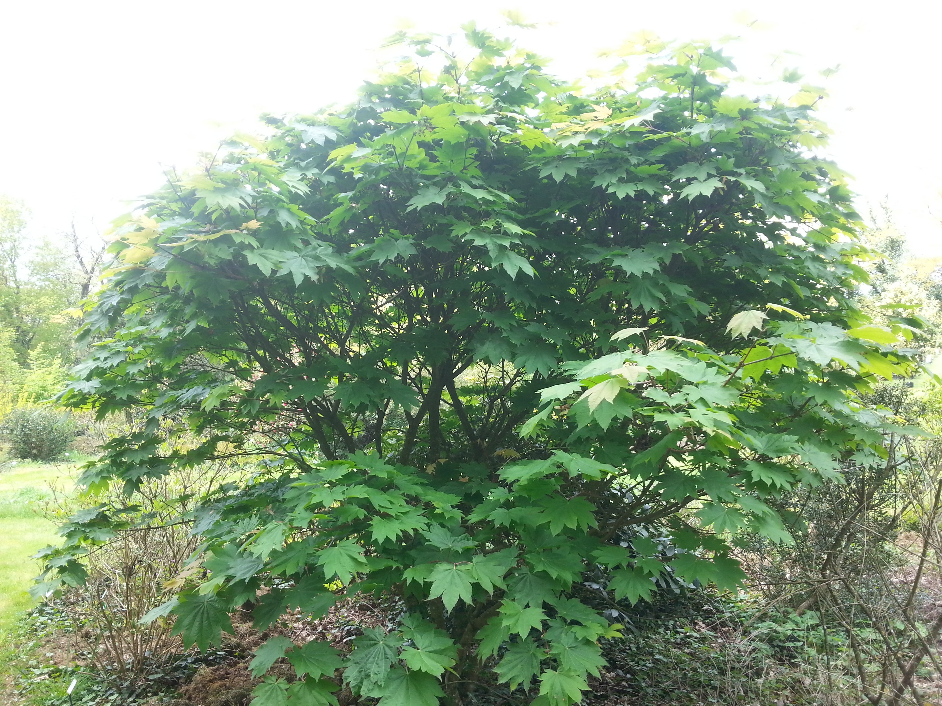 Acer japonicum 'Meigetsu'