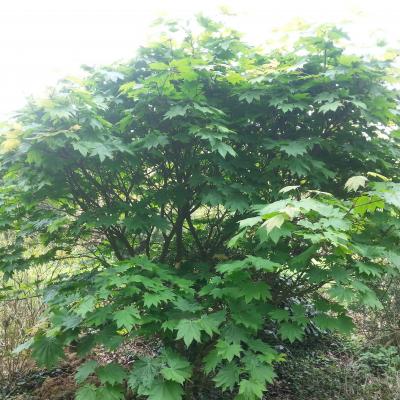 Acer japonicum 'Meigetsu'