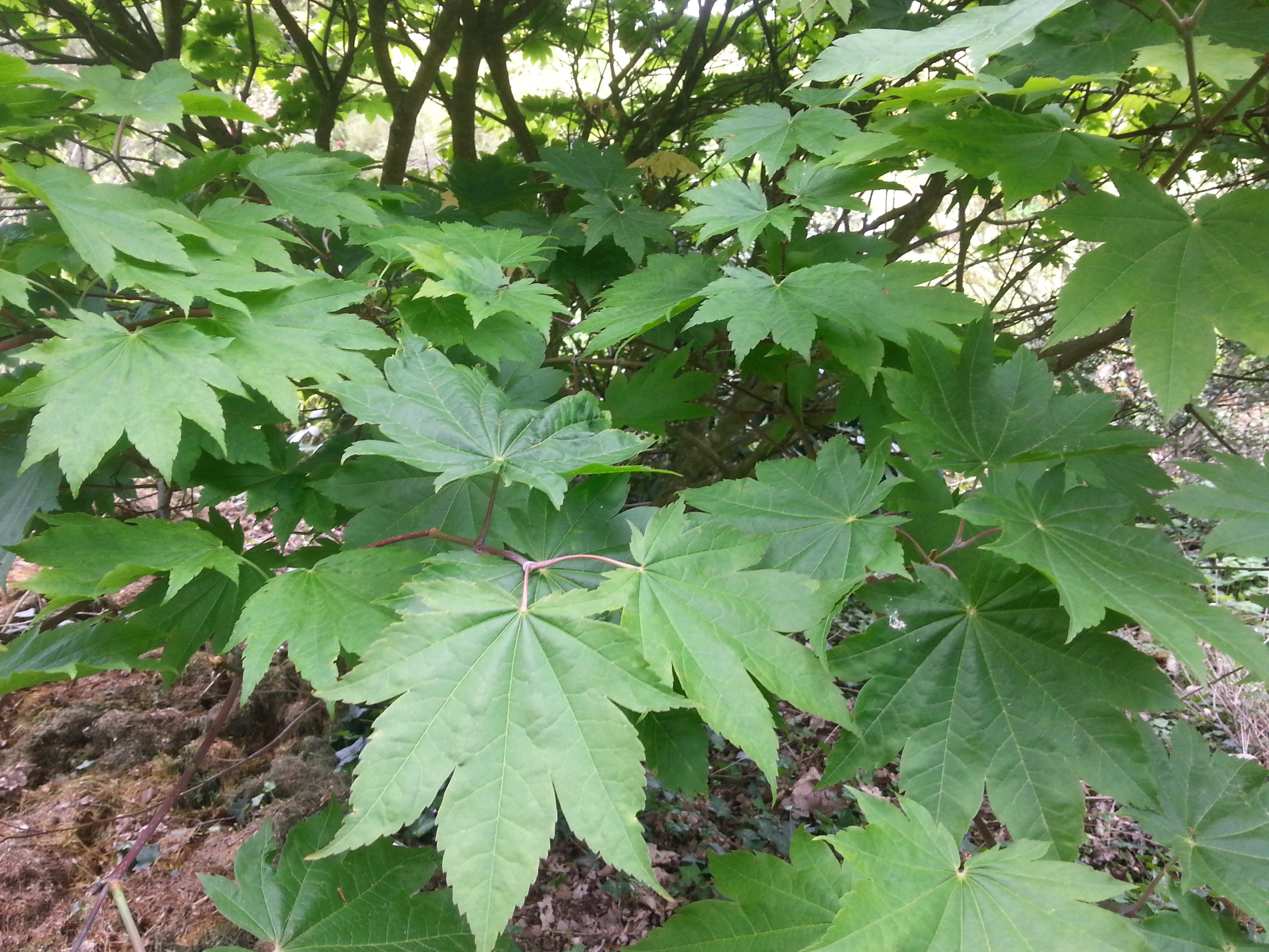 Acer japonicum 'Meigetsu'