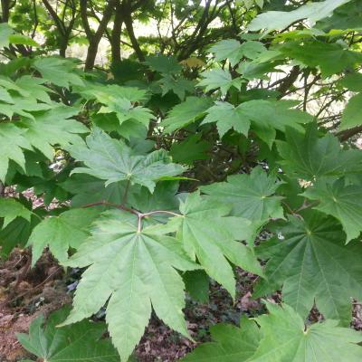 Acer japonicum 'Meigetsu'