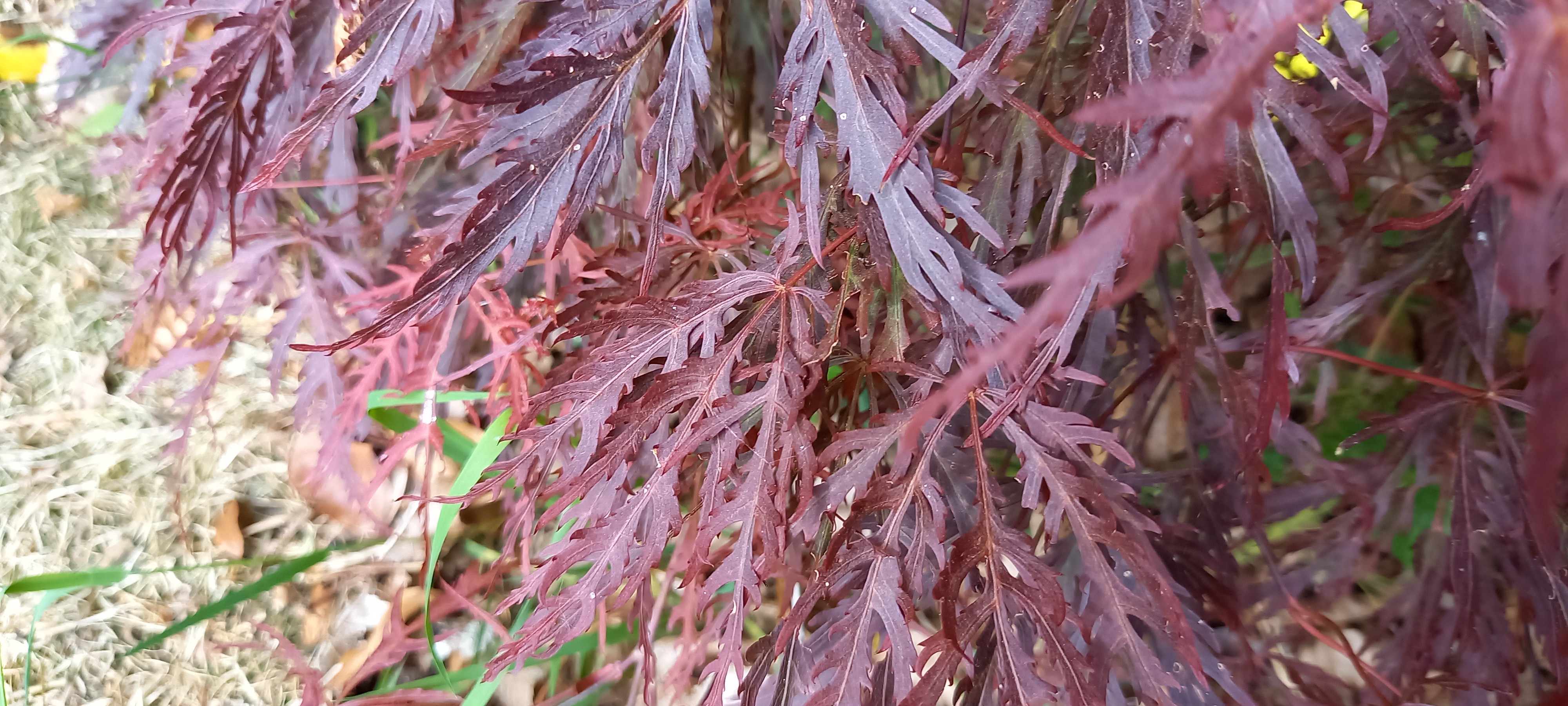 Acer matsumurae 'Inaba-shidare'