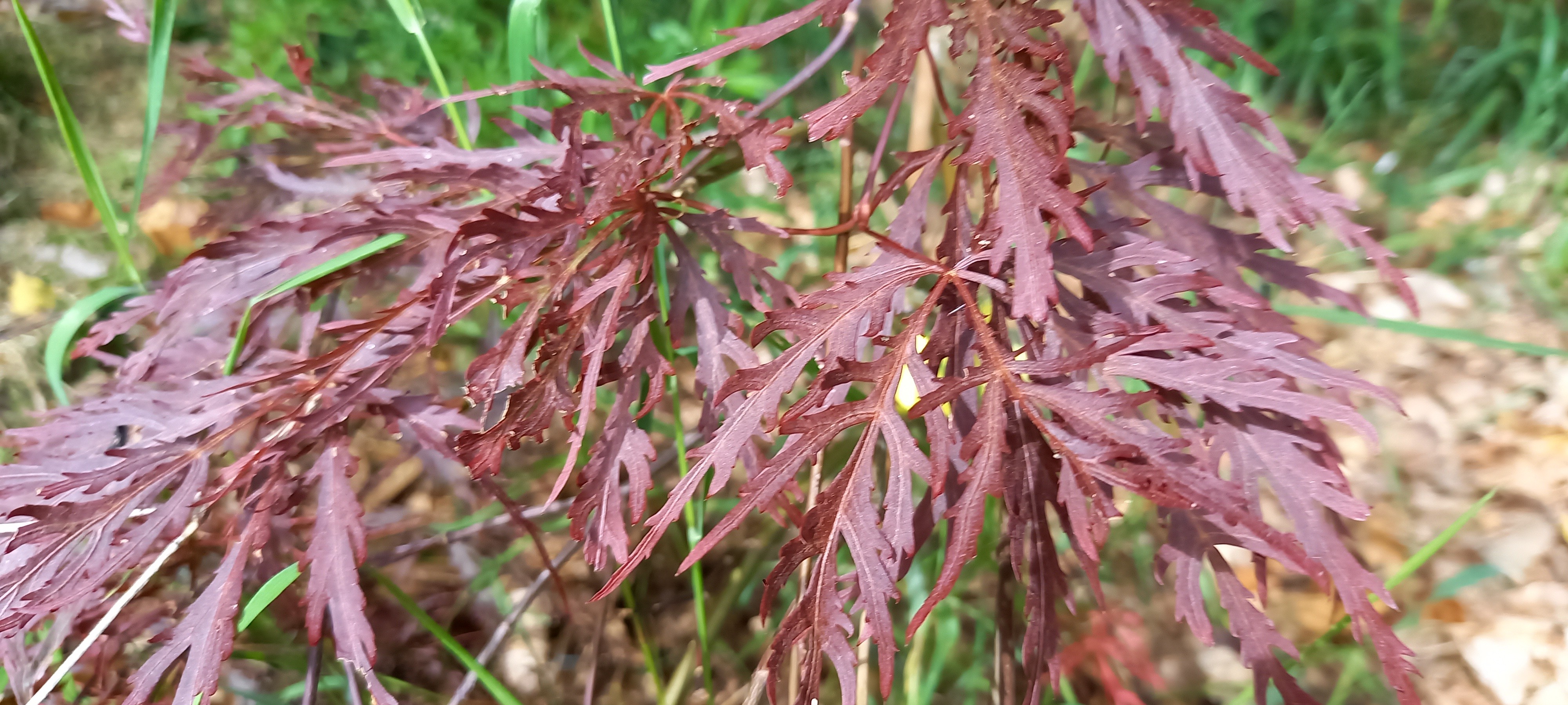 Acer matsumurae 'Inaba-shidare'