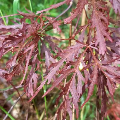 Acer matsumurae 'Inaba-shidare'