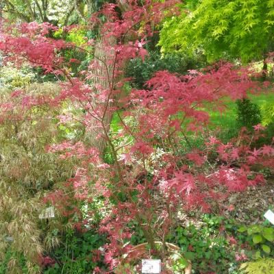 Acer palmatum 'Beni-komachi'