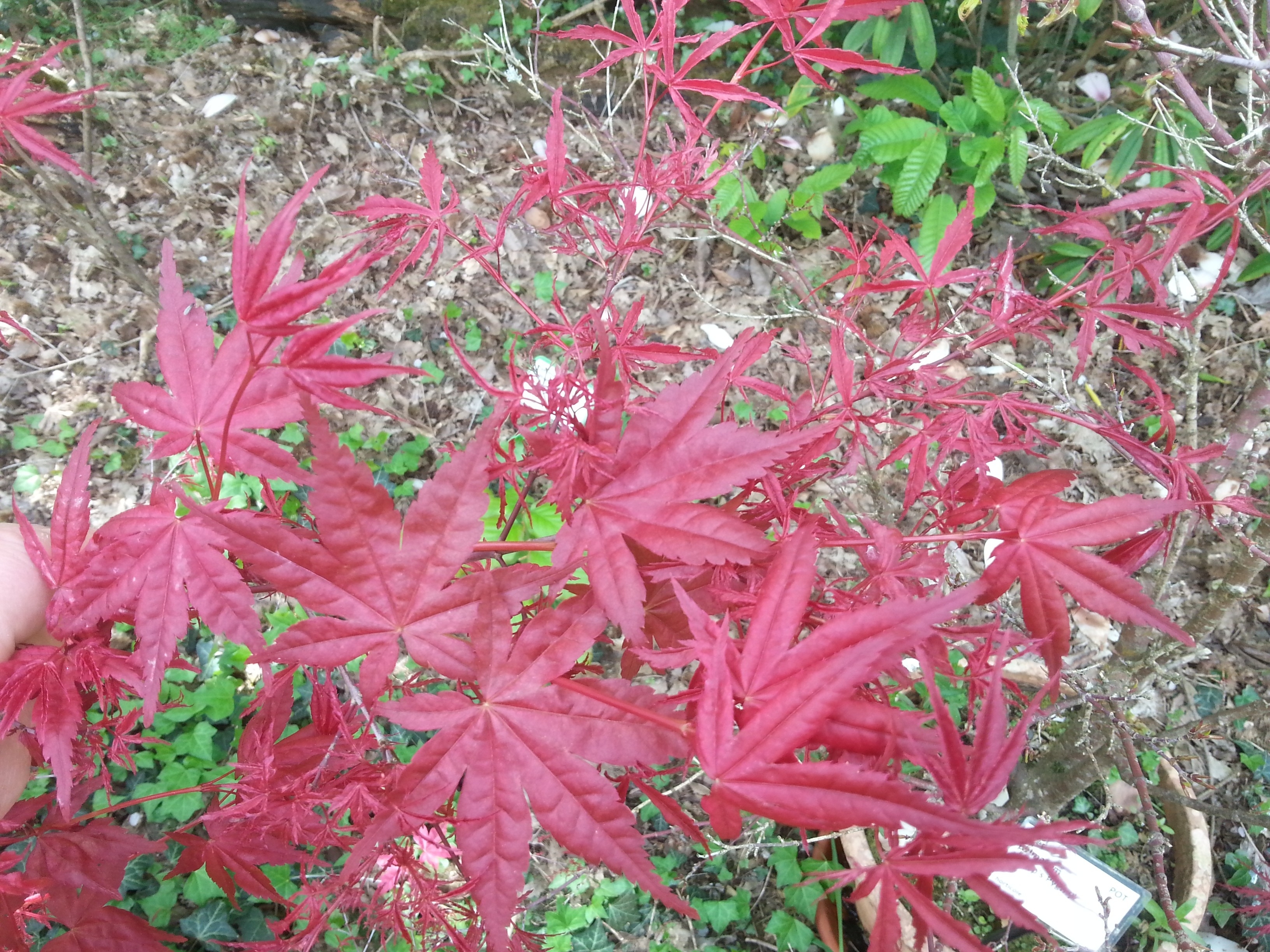 Acer palmatum 'Beni-komachi'