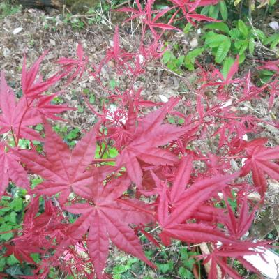 Acer palmatum 'Beni-komachi'