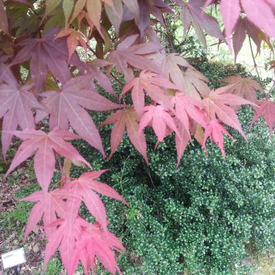 Acer palmatum 'Bloodgood'