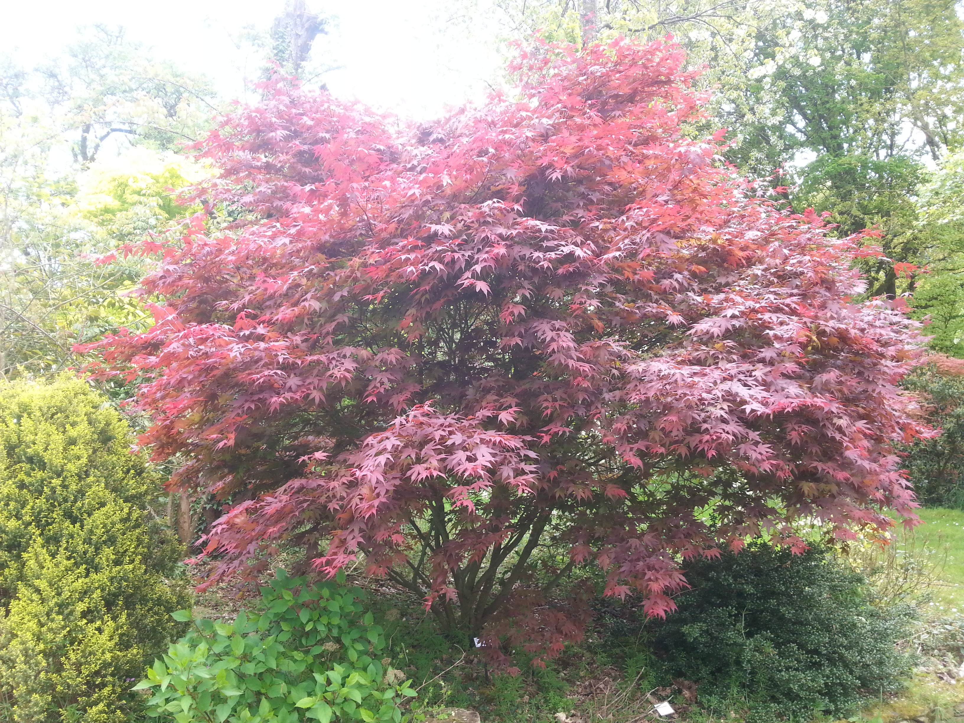 Acer palmatum 'Bloodgood'