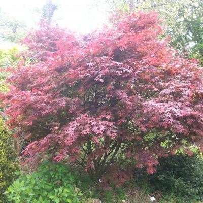 Acer palmatum 'Bloodgood'