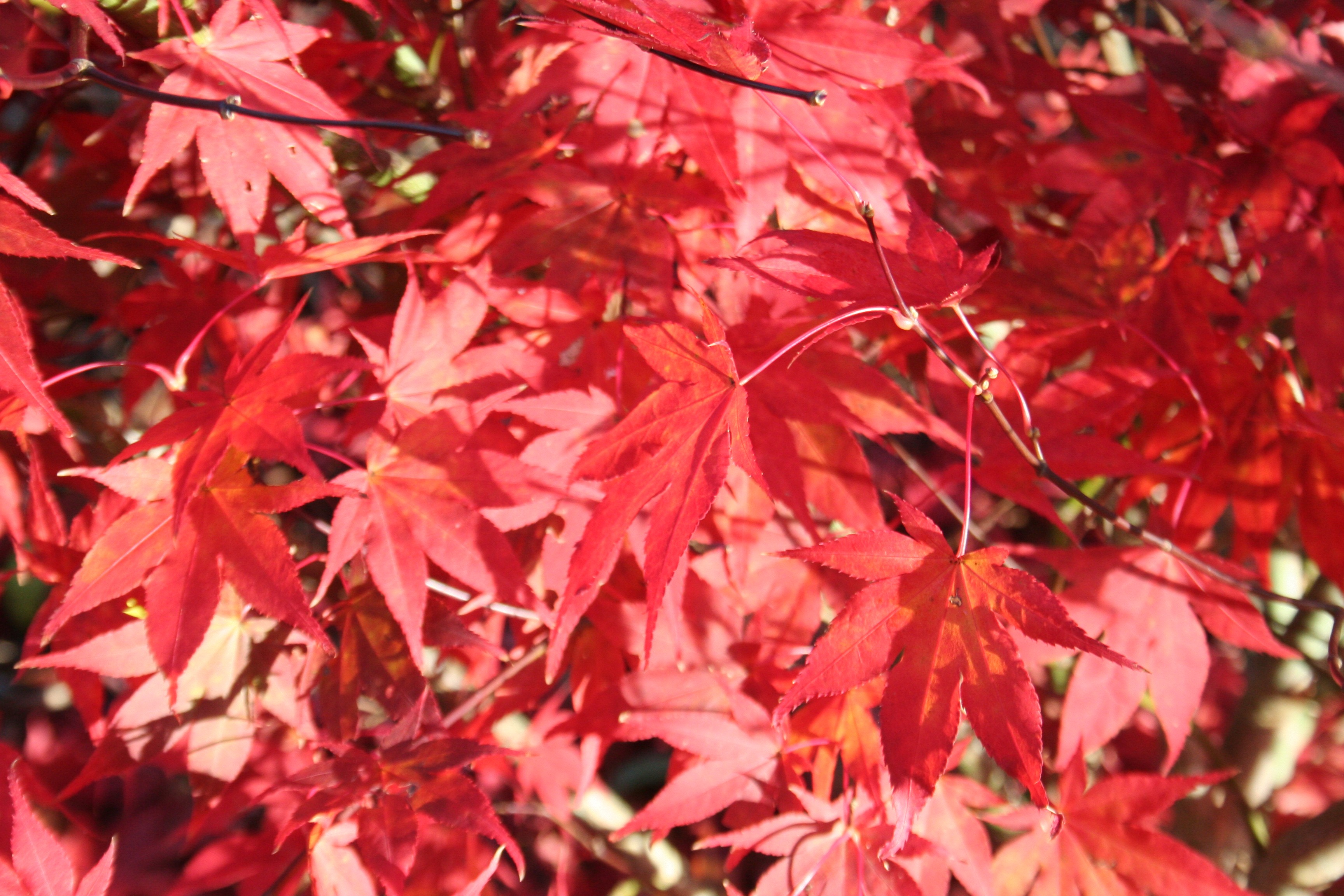 Acer palmatum 'Bloodgood'