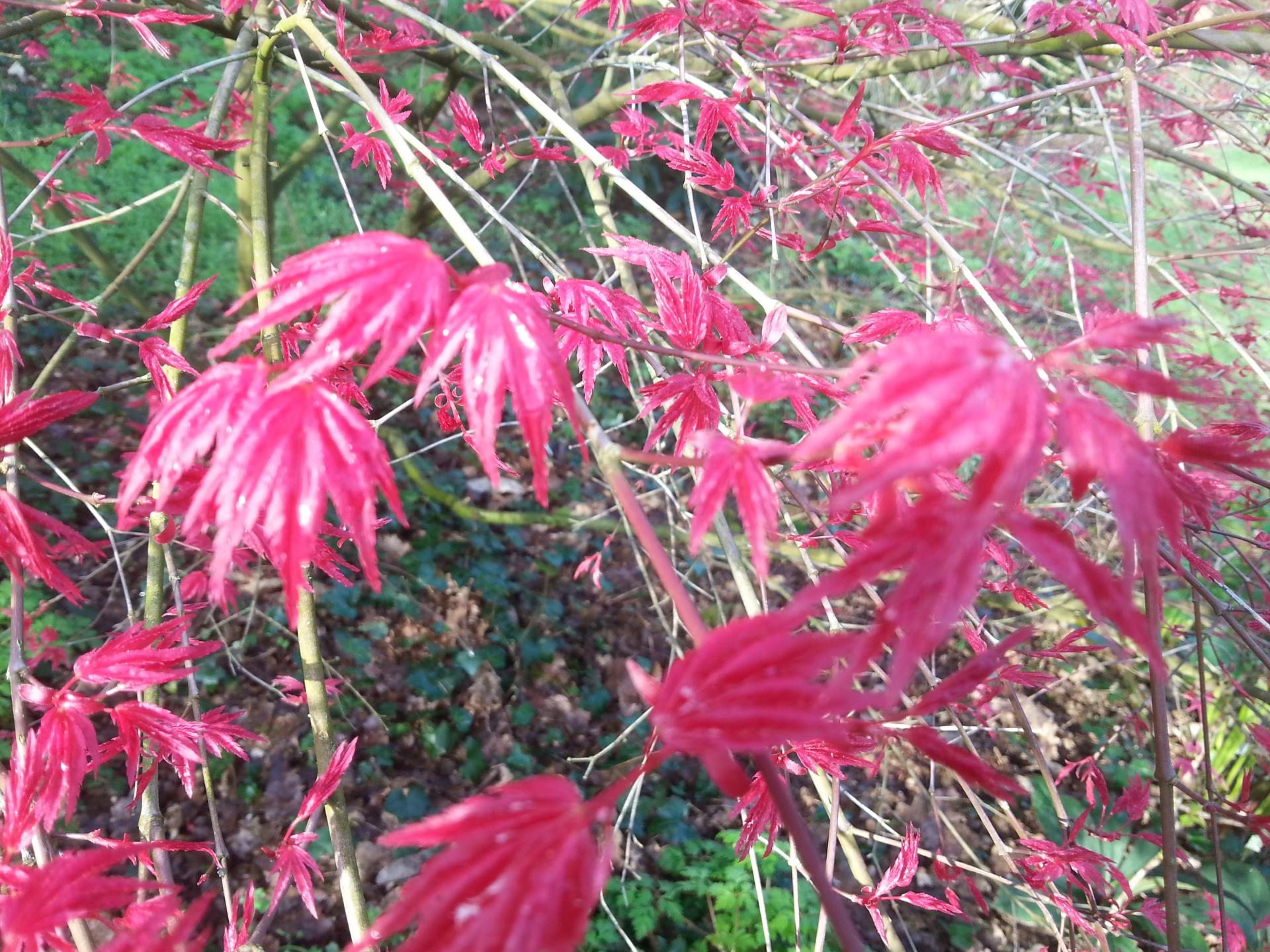 Acer palmatum 'Corallinum'