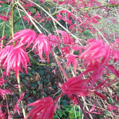 Acer palmatum 'Corallinum'