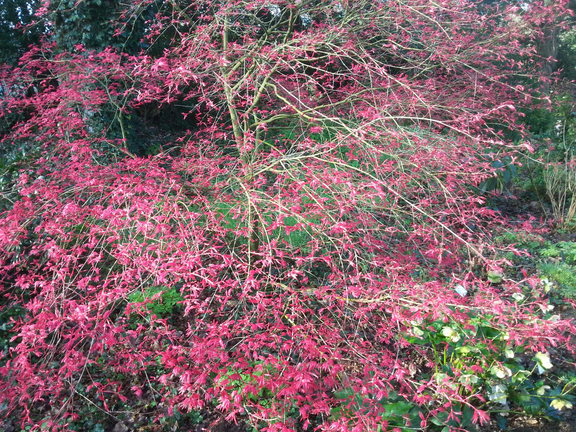 Acer palmatum 'Corallinum'