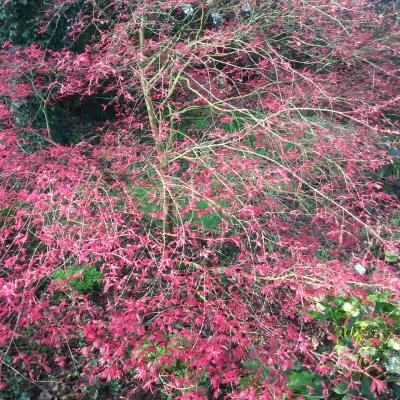 Acer palmatum 'Corallinum'