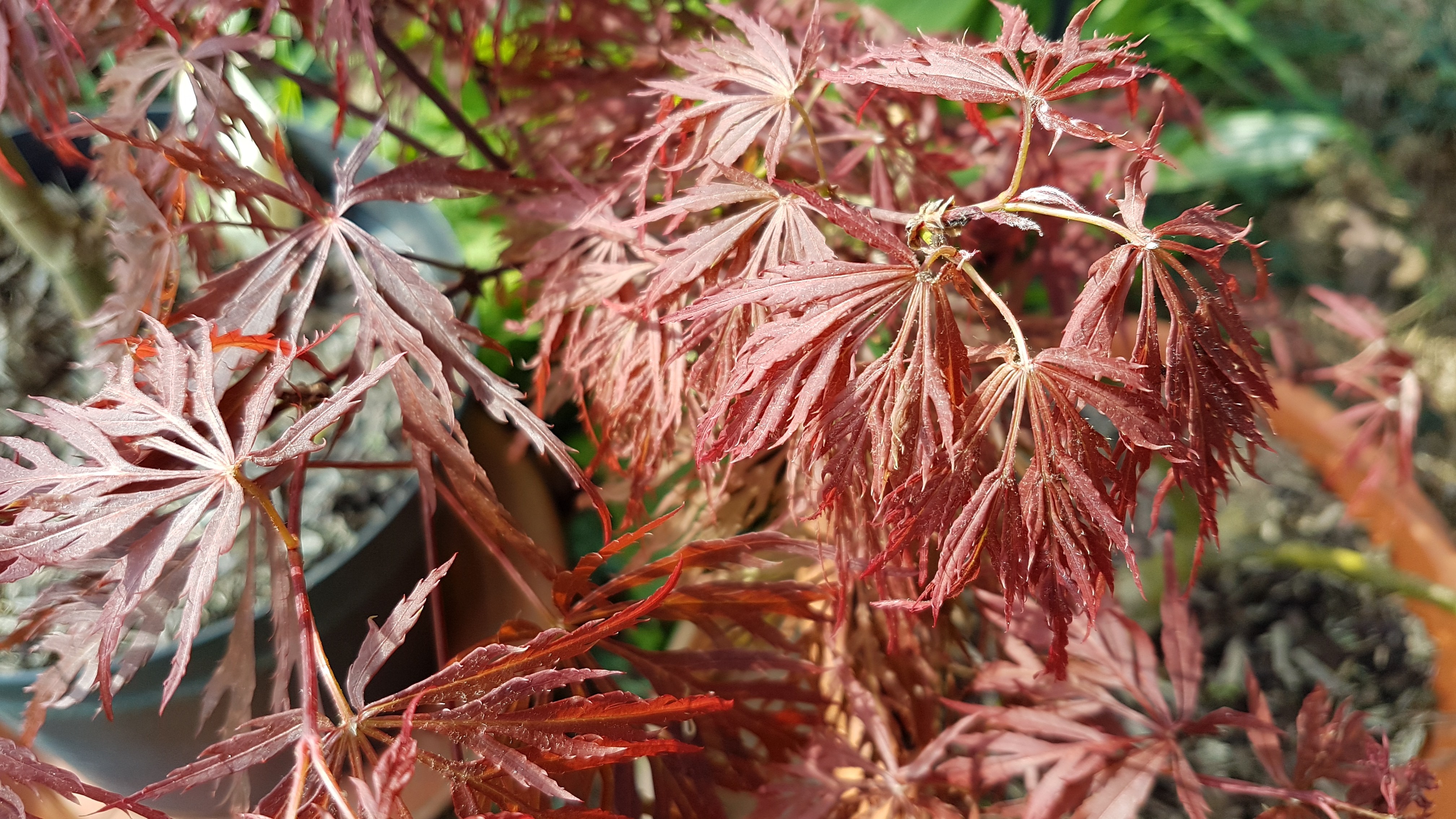 Acer palmatum 'Crimson Princess'