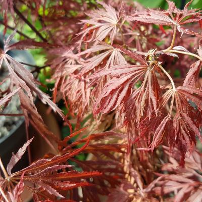 Acer palmatum 'Crimson Princess'