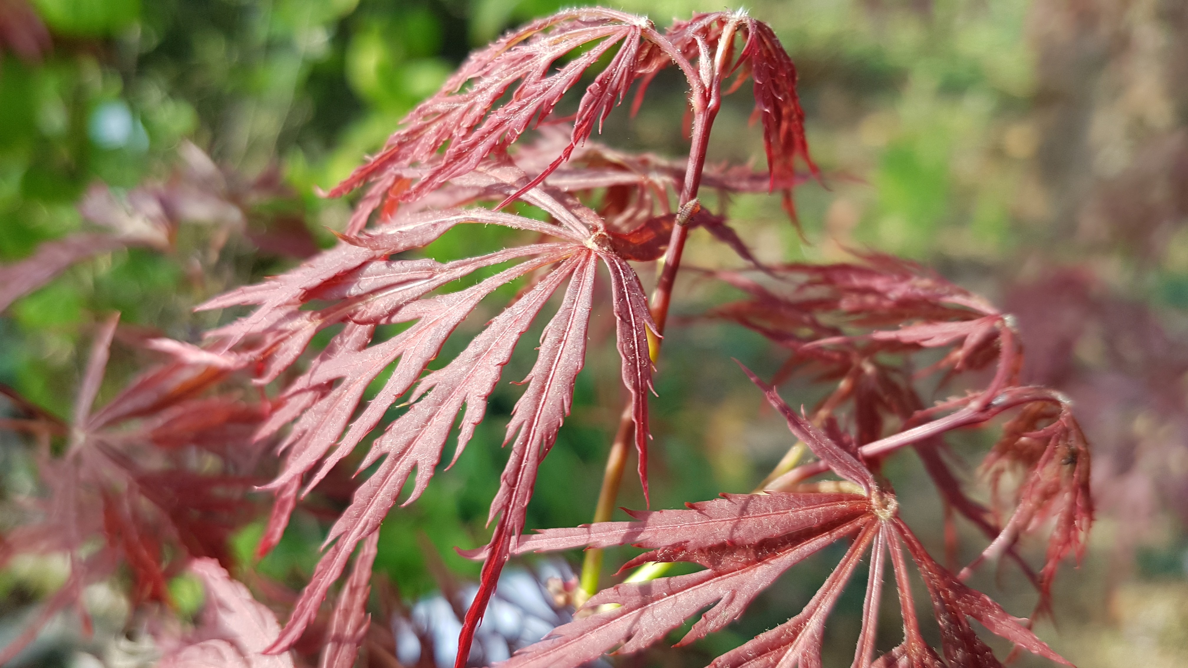 Acer palmatum 'Crimson Princess'