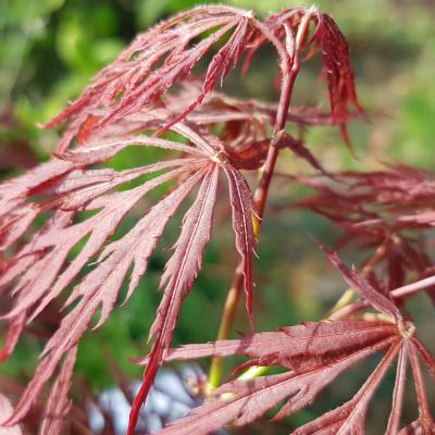 Acer palmatum 'Crimson Princess'