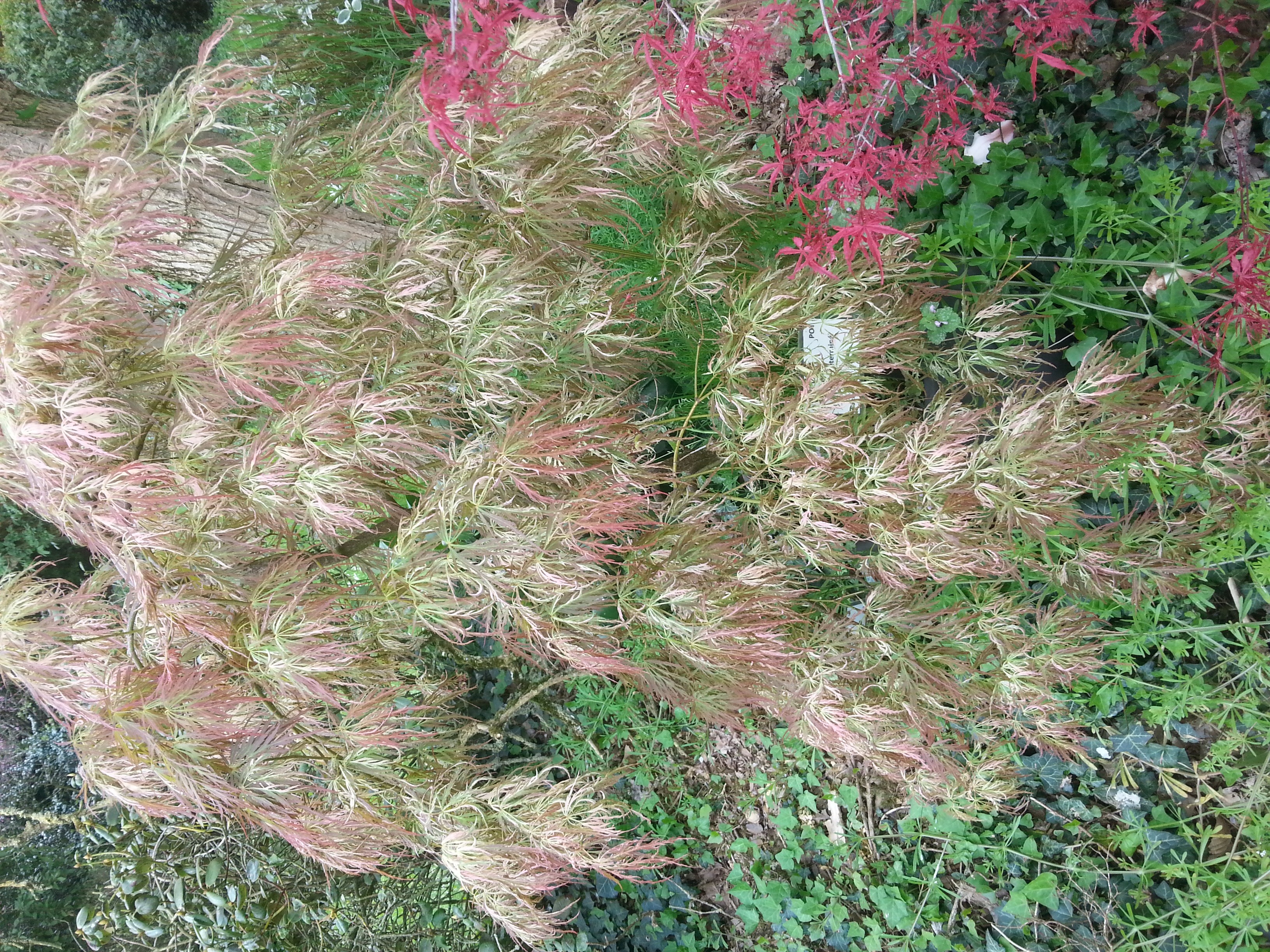 Acer palmatum 'cultivar indéterminé- bicolore très découpé-' 