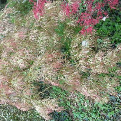 Acer palmatum 'cultivar indéterminé- bicolore très découpé-' 