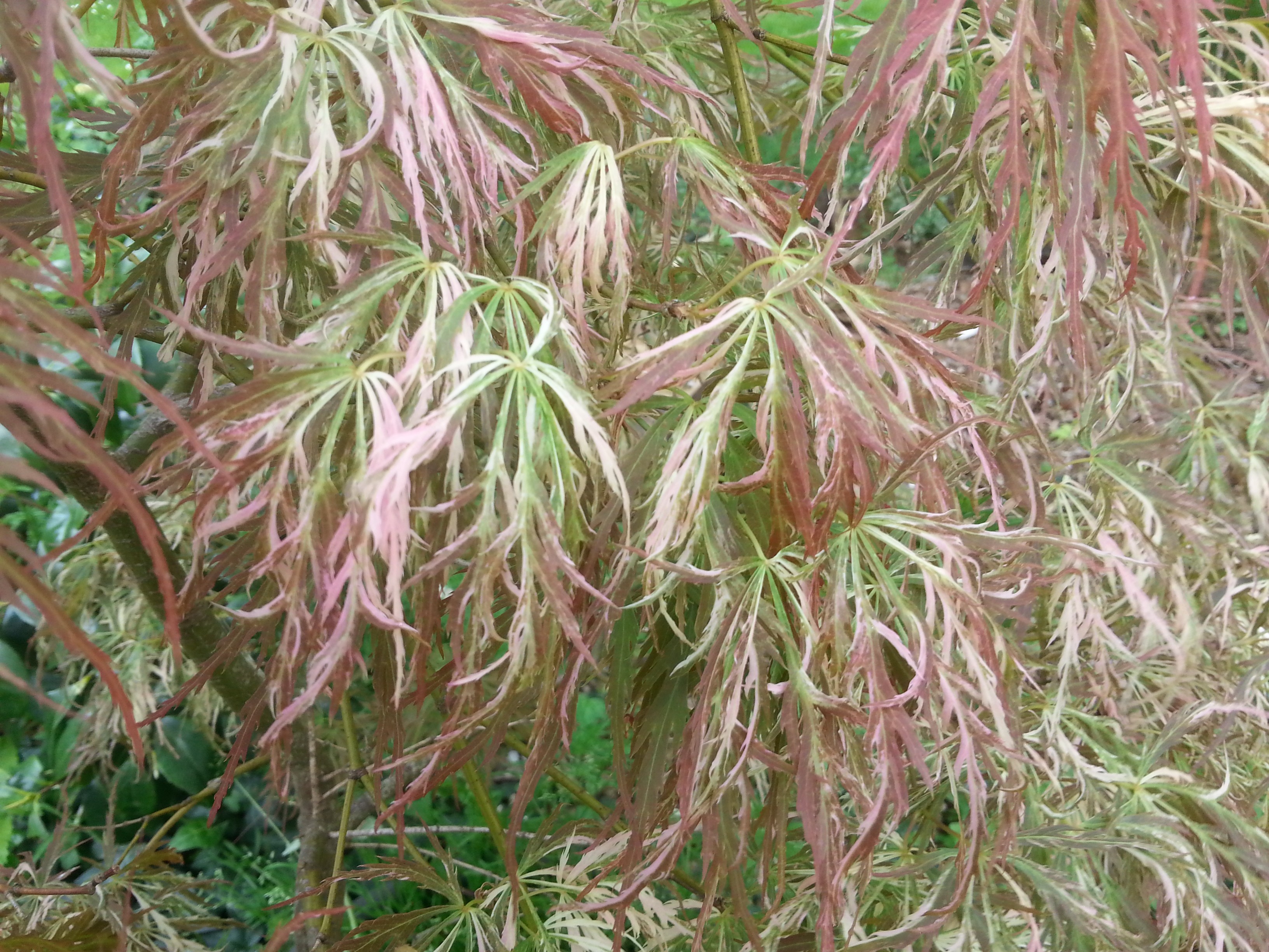 Acer palmatum 'cultivar indéterminé- bicolore très découpé-' 