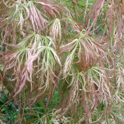 Acer palmatum 'cultivar indéterminé- bicolore très découpé-' 