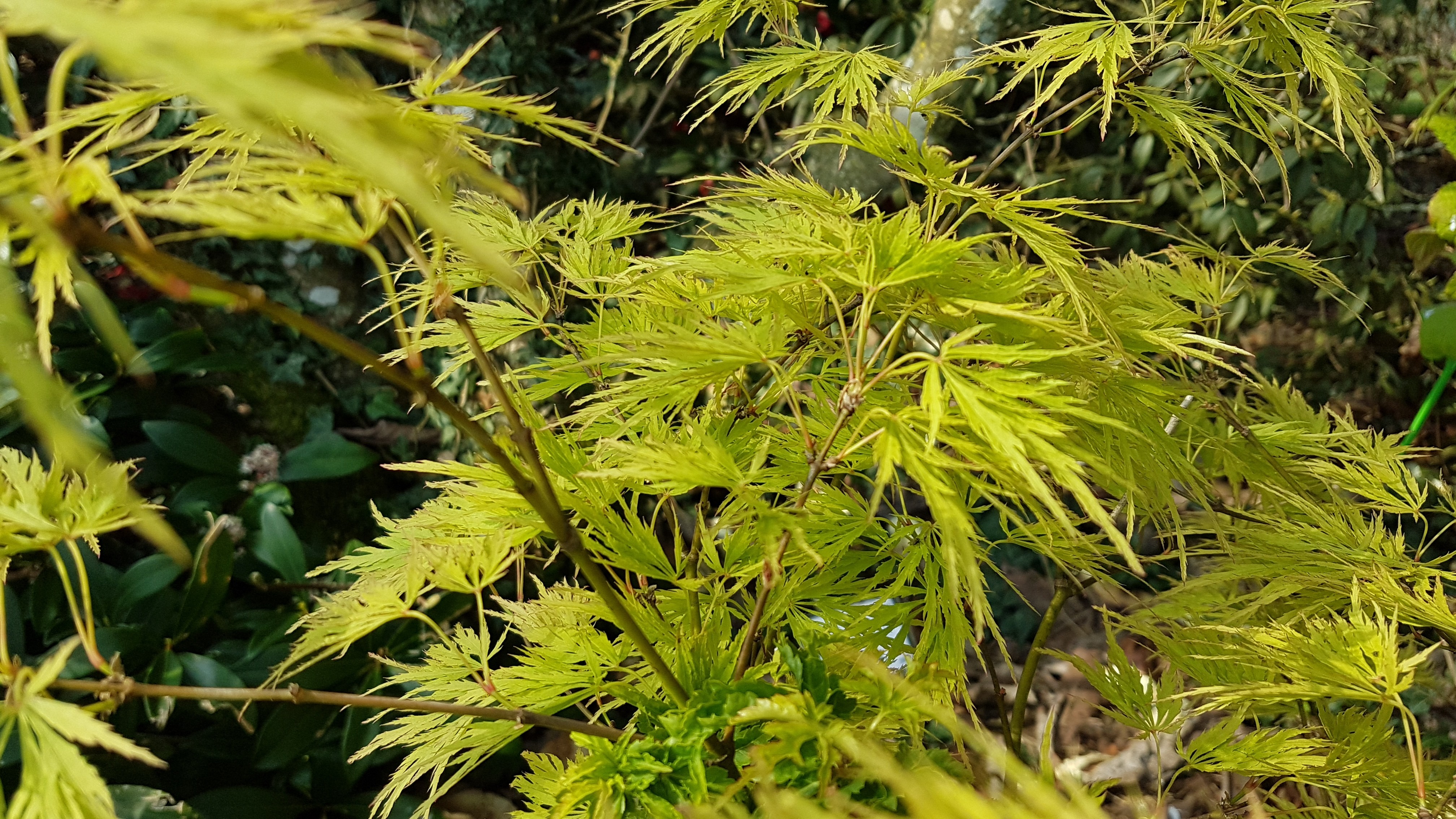 Acer palmatum 'Dissectum'