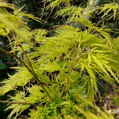 Acer palmatum 'Dissectum'