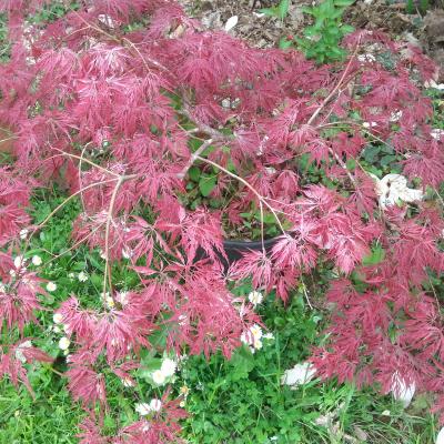 Acer palmatum 'Dissectum Crimson Queen'