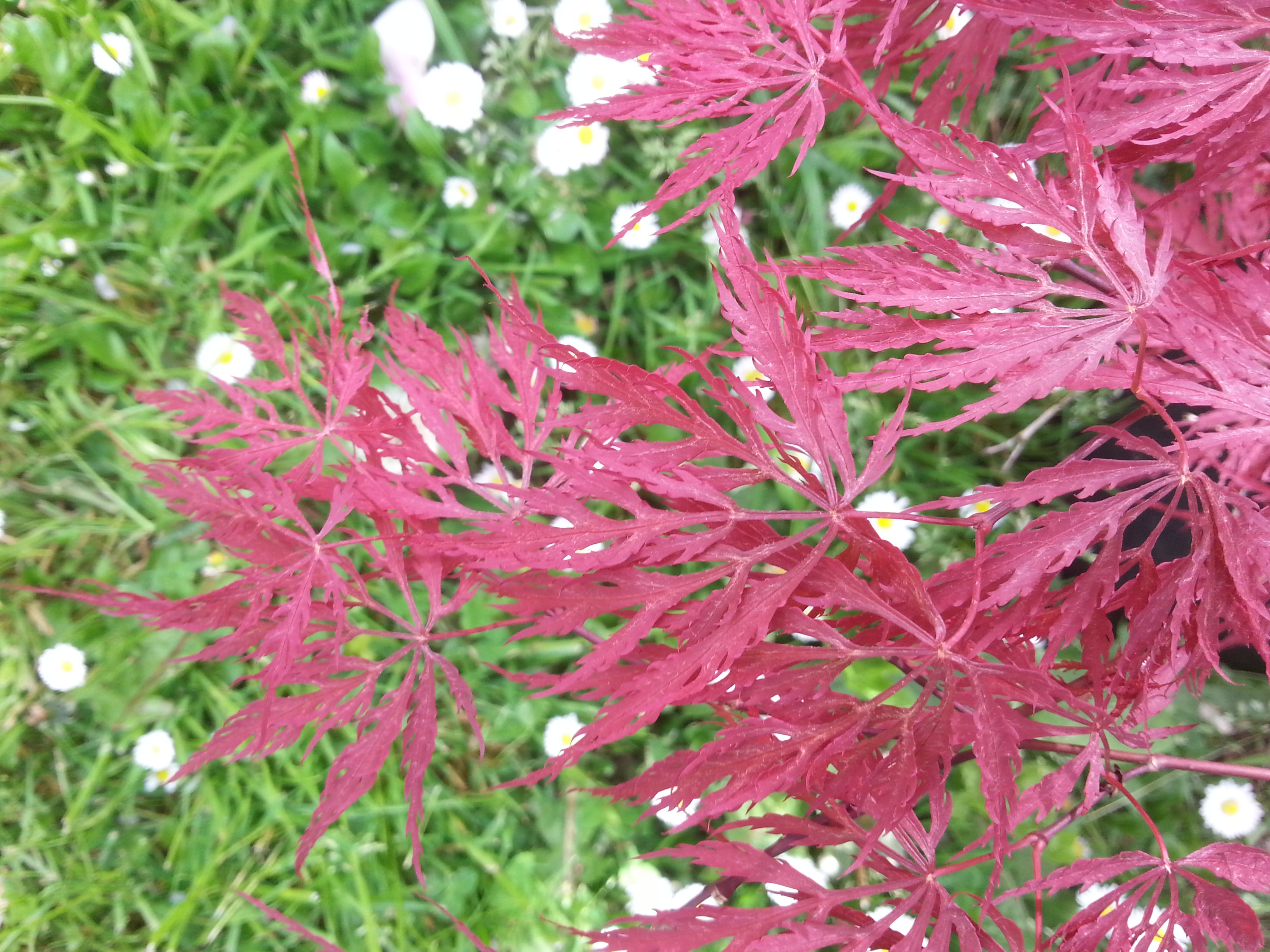 Acer palmatum 'Dissectum Crimson Queen'