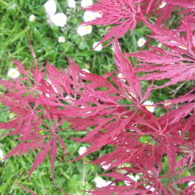 Acer palmatum 'Dissectum Crimson Queen'