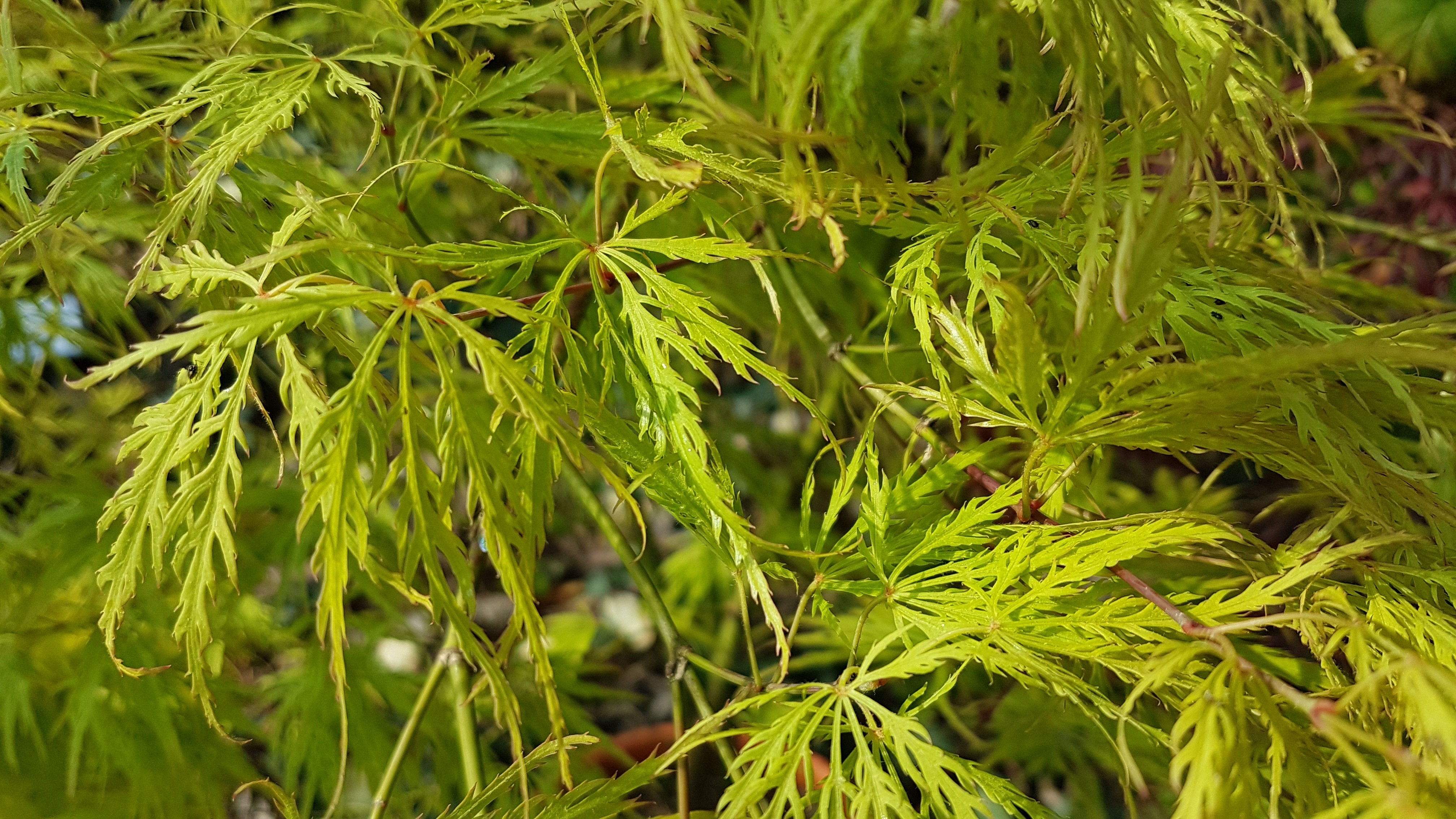 Acer palmatum 'Dissectum Flavescens'