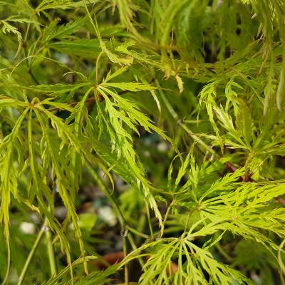 Acer palmatum 'Dissectum Flavescens'