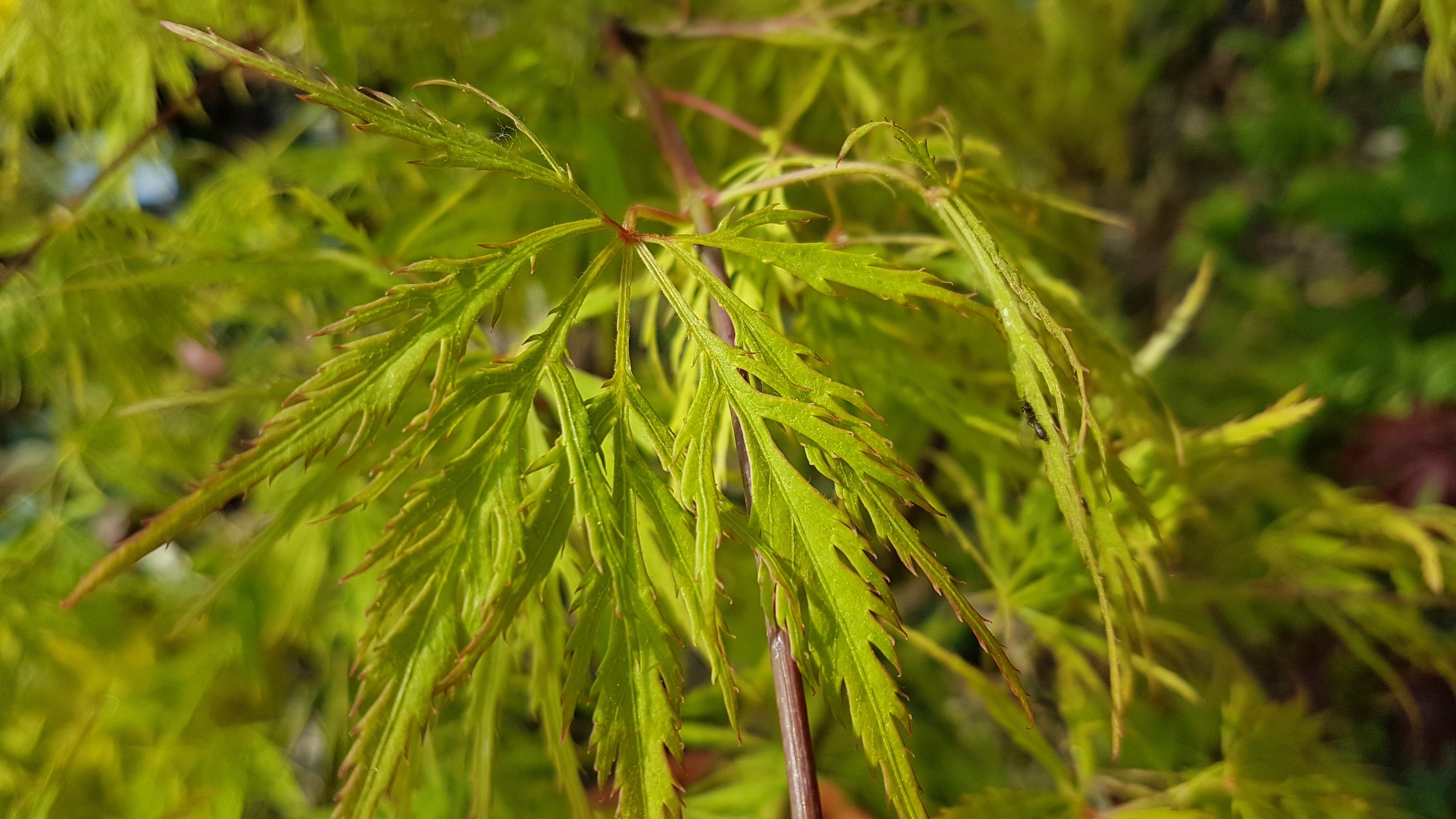 Acer palmatum 'Dissectum Flavescens'