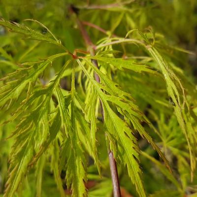 Acer palmatum 'Dissectum Flavescens'
