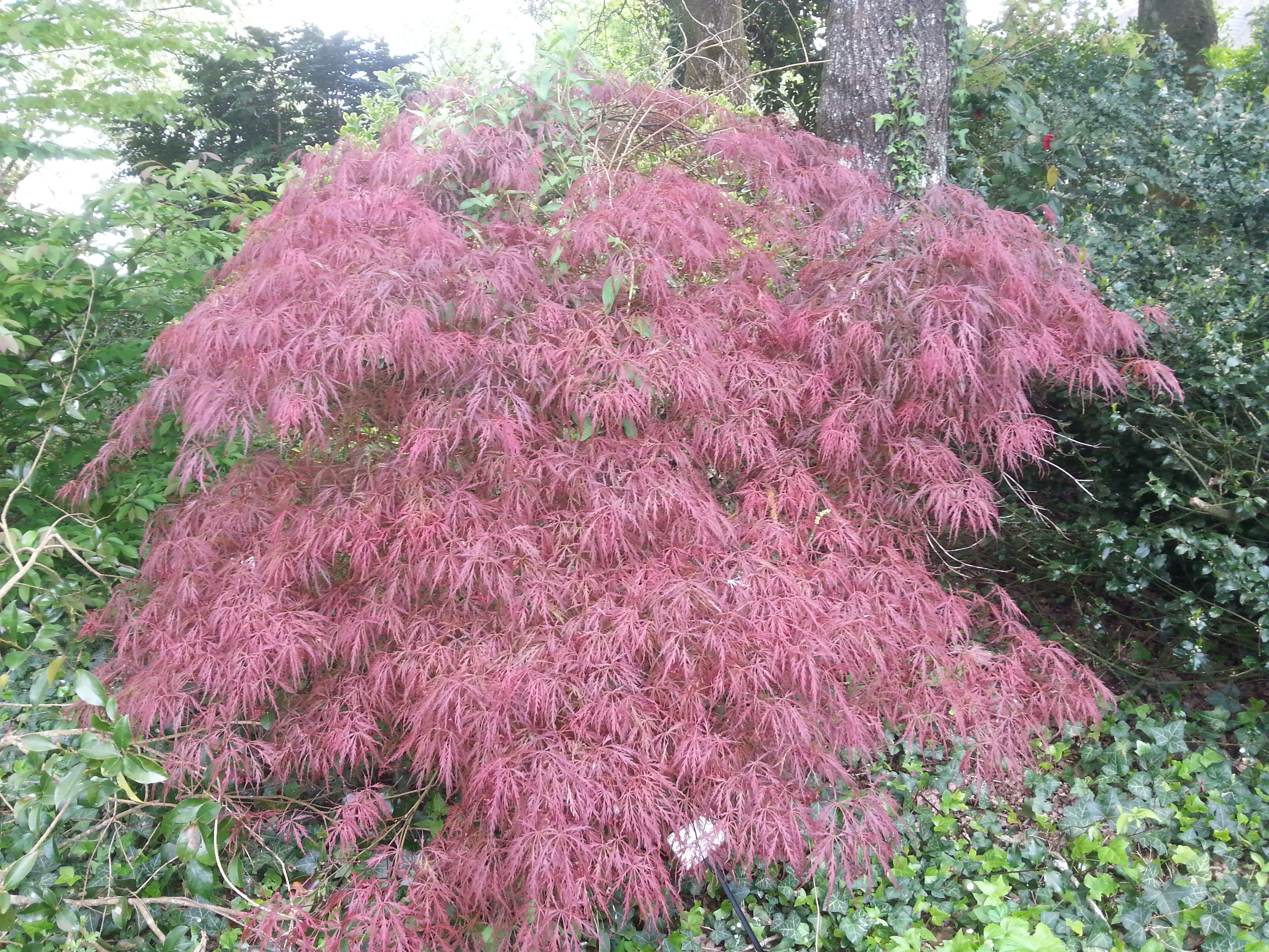 Acer palmatum 'Dissectum Garnet'