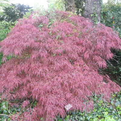 Acer palmatum 'Dissectum Garnet'