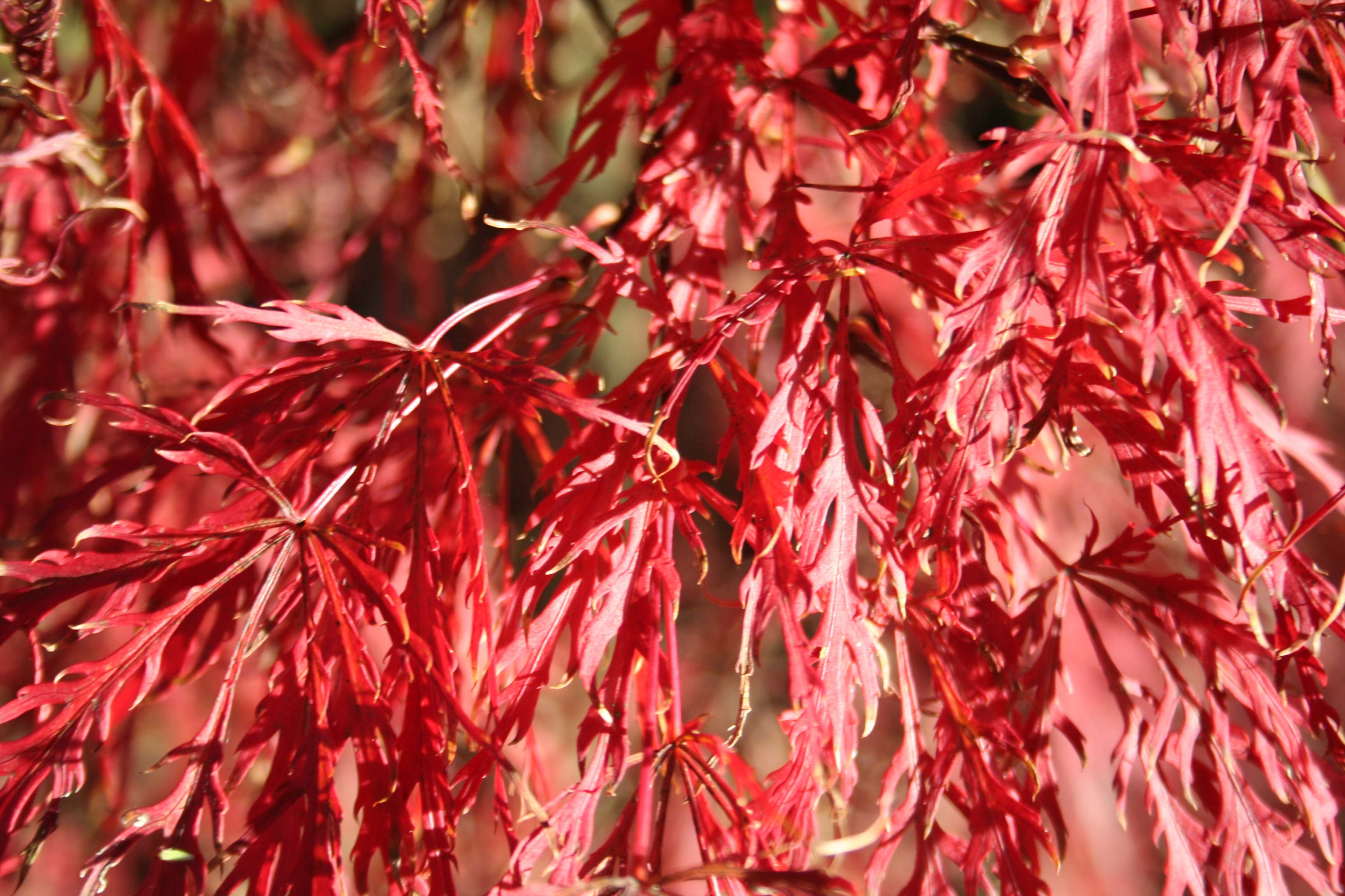 Acer palmatum 'Dissectum Garnet'