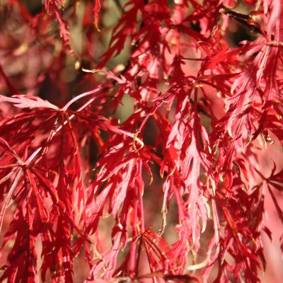 Acer palmatum 'Dissectum Garnet'