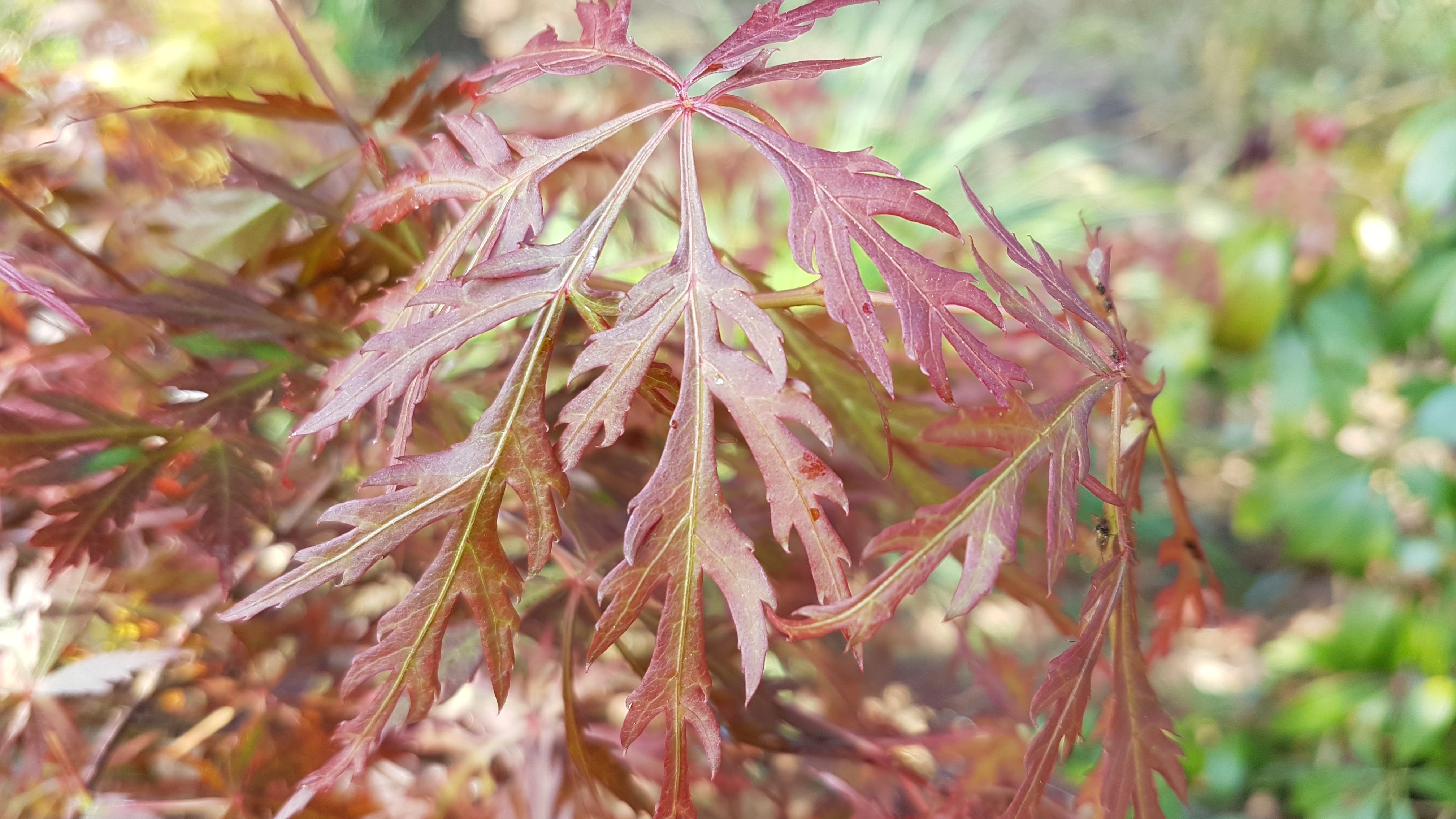 Acer palmatum 'Dissectum Orangeola'