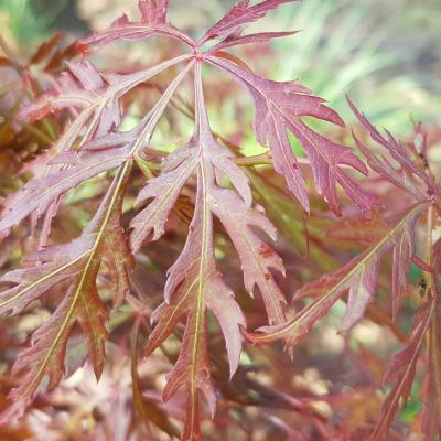 Acer palmatum 'Dissectum Orangeola'