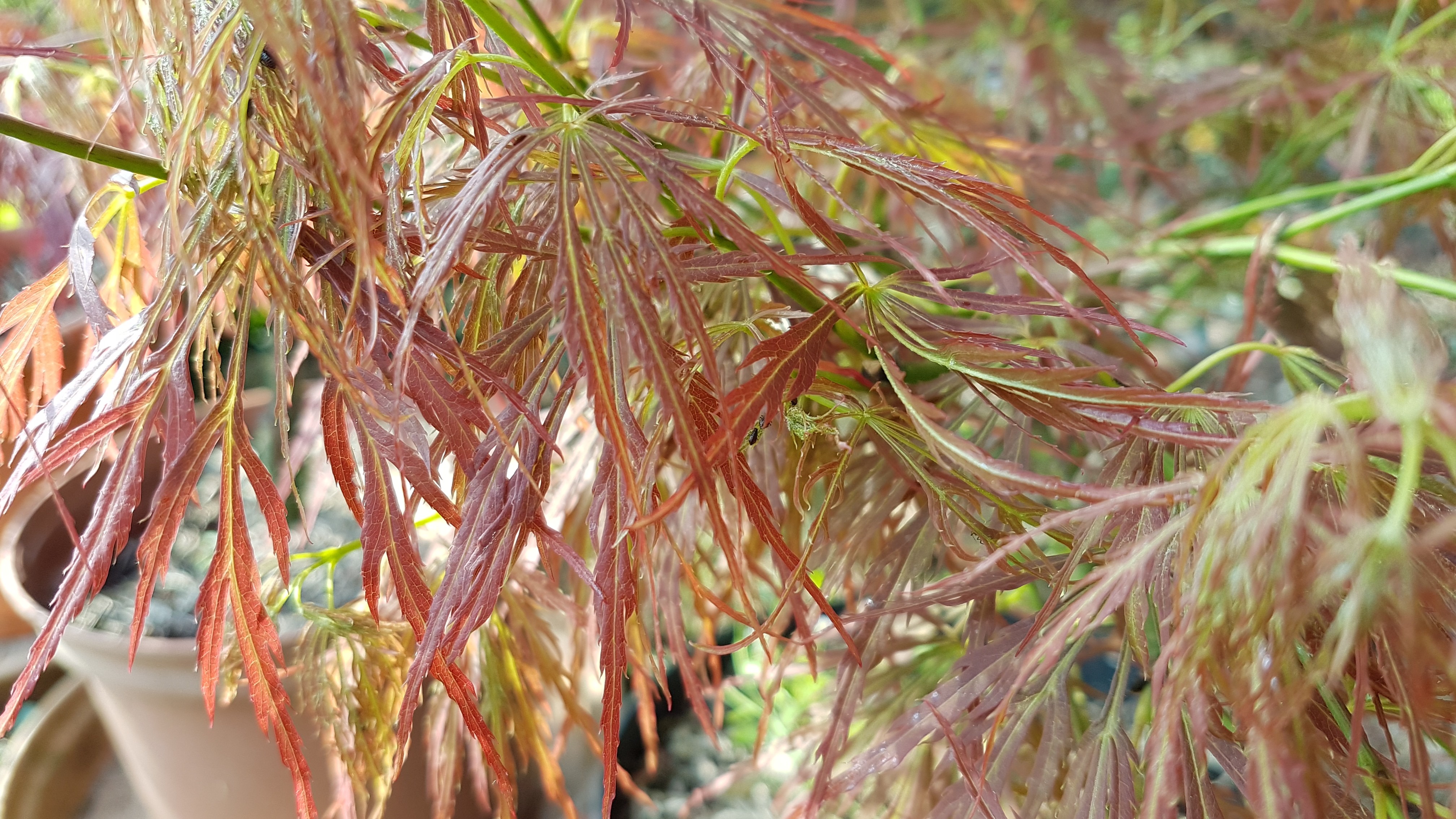 Acer palmatum 'Dissectum Rubrifolium'