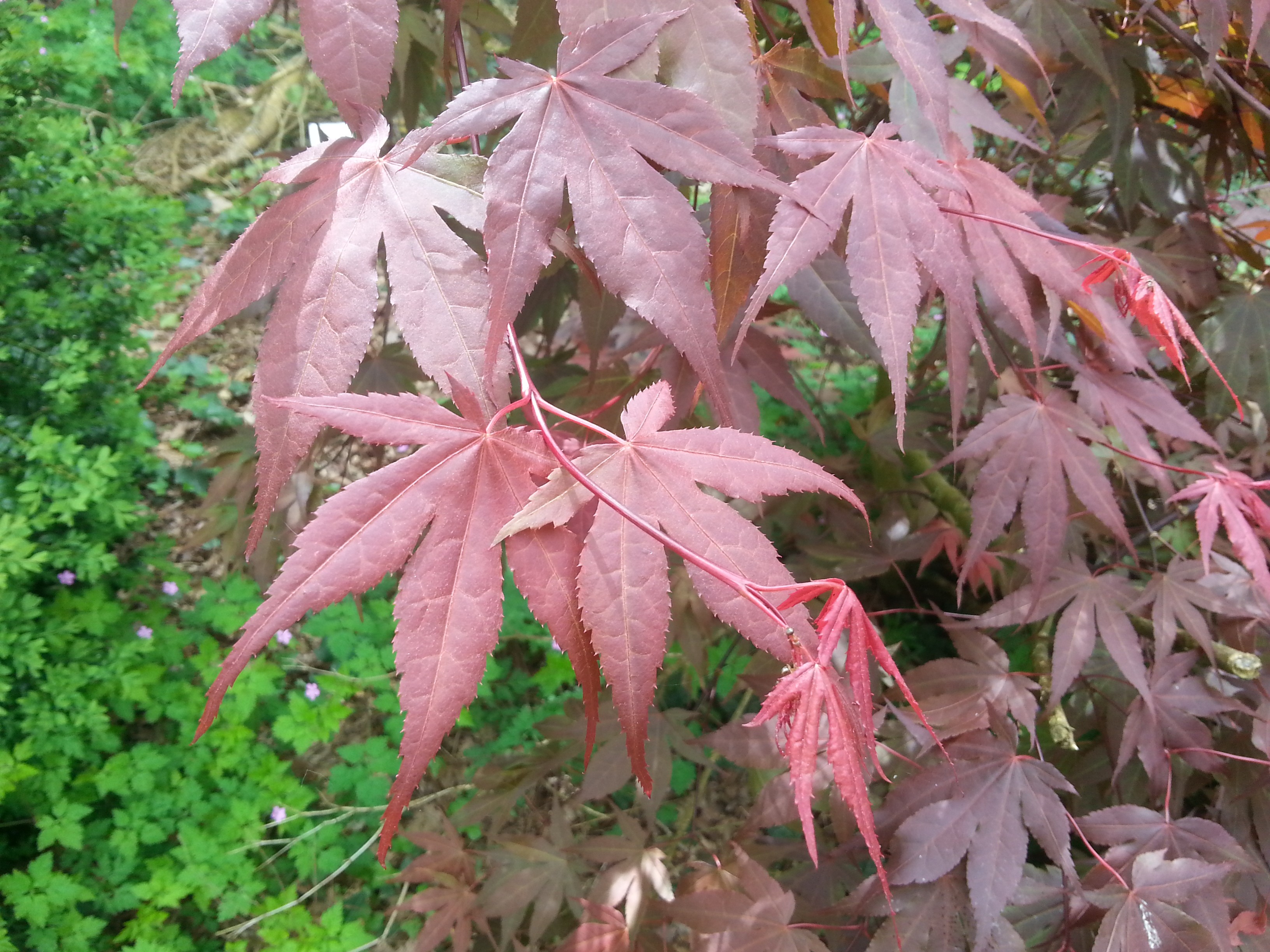 Acer palmatum 'Fireglow'