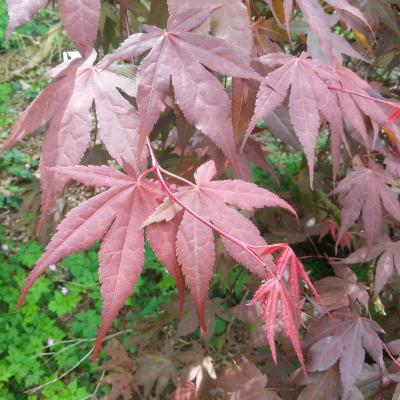 Acer palmatum 'Fireglow'