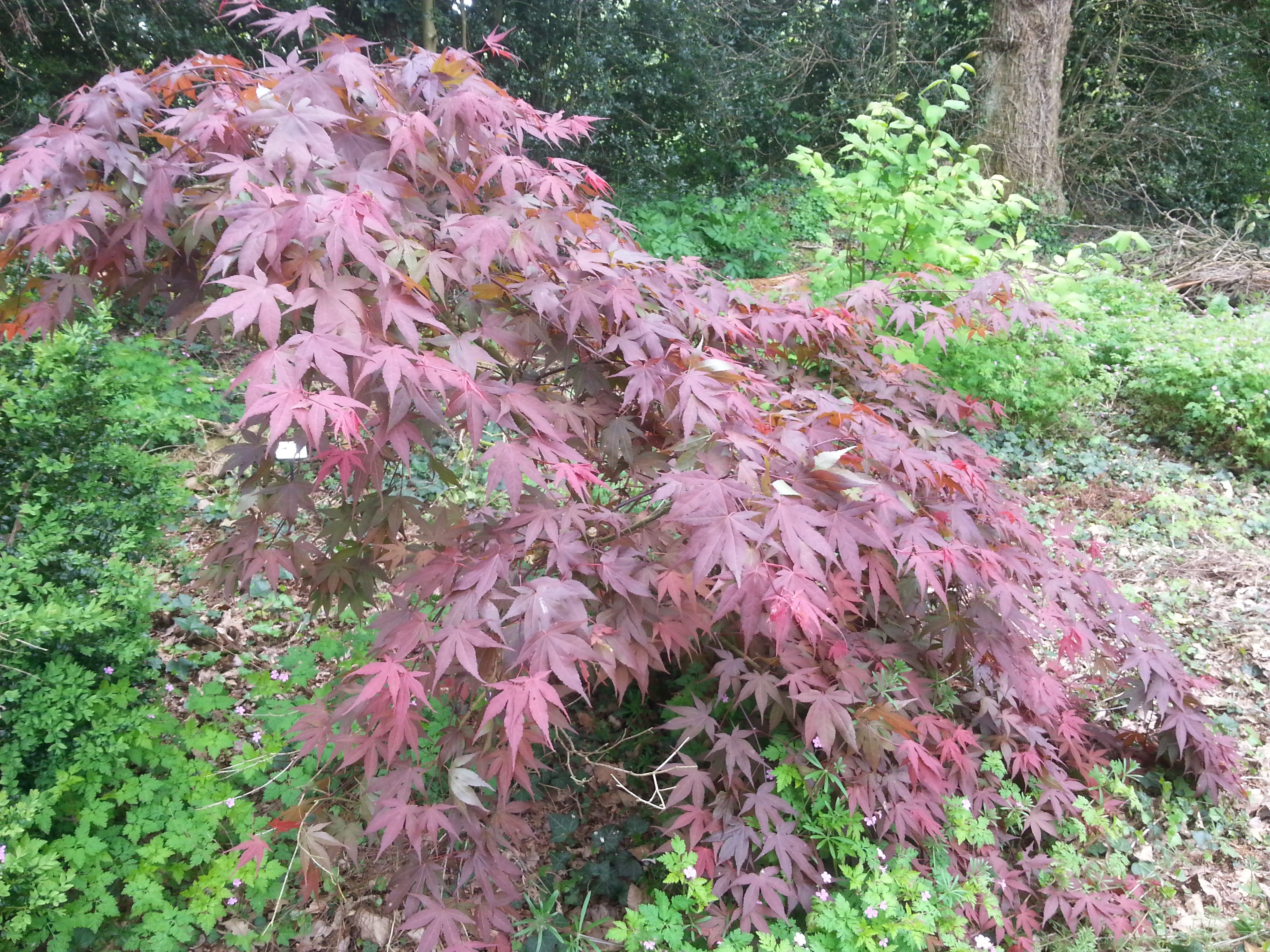 Acer palmatum 'Fireglow'