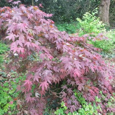 Acer palmatum 'Fireglow'