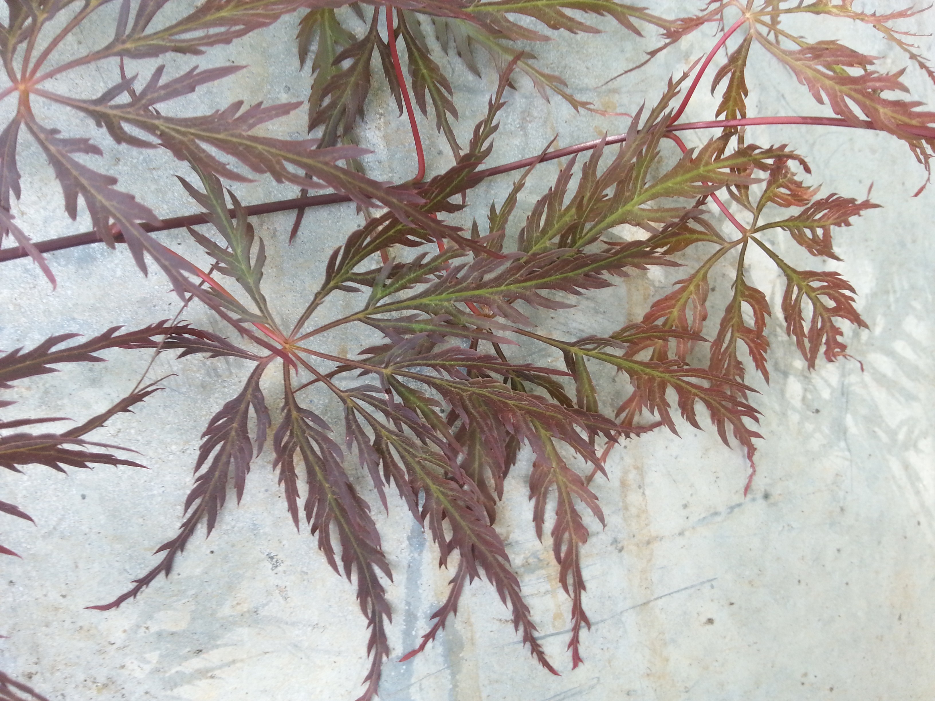 Acer palmatum 'Inaba-shidare'